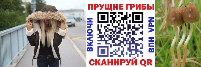 Галлюциногенные грибы MAGIC MUSHROOMS где найти наркотики Козельск